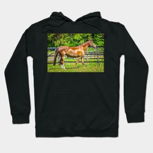 Beautiful Horse Hoodie